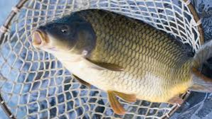 prodej živých ryb 19.2.2026 1